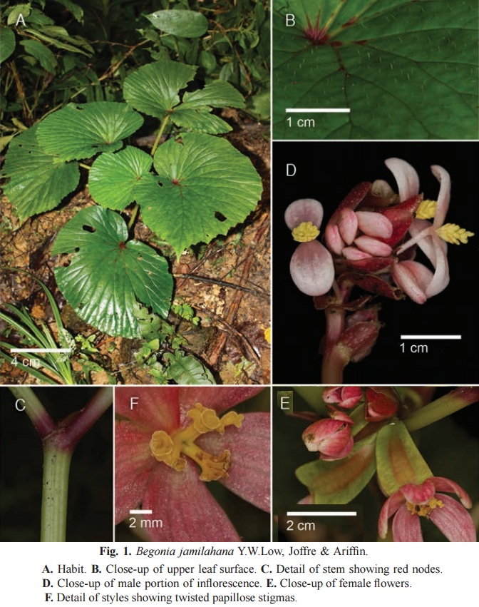 B. jamilahana
